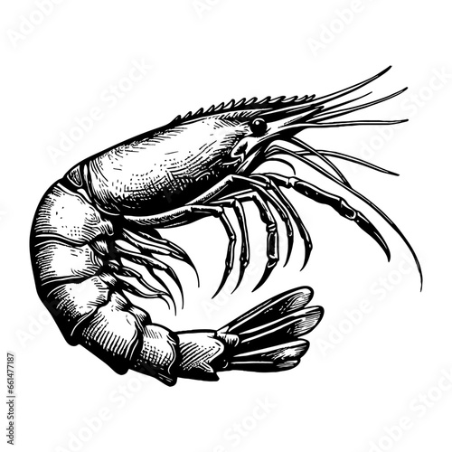 shrimp vector sketch
