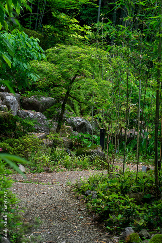 Bambous et végétation à Hakone