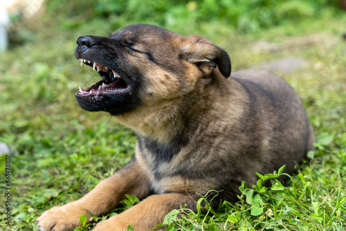 Portrait of german shepherd type a dog puppy howling with mouth open