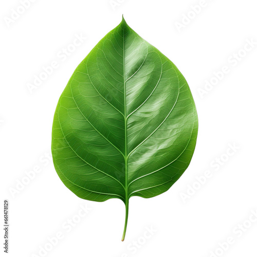 front view of Banyan leaf isolated on a white transparent background 