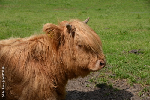 A large cow with long hair in the grass