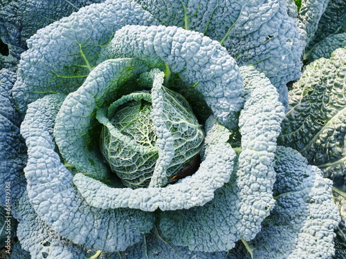 Savoy Cabbage in Autumn Garden, allotment growing, September 2023