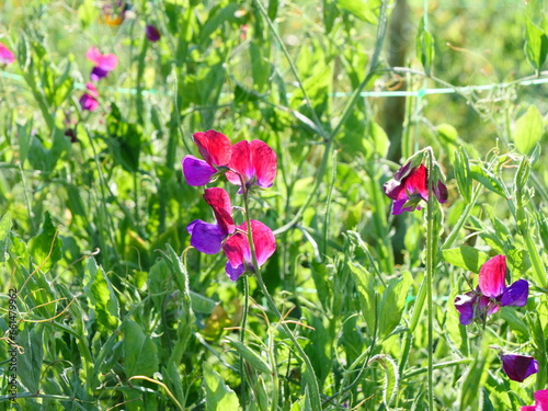 Purple and red shades, sweet pea, lathyrus odoratus, end of summer, september 2023