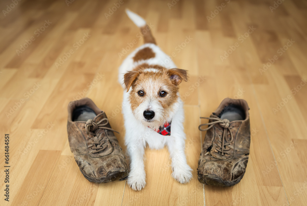 Active cute small dog waiting for walk with shoes at home. Puppy training.