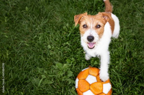 Playful happy jack russell terrier dog sitting and  holding her paw on a toy ball in the grass. Puppy playing.
