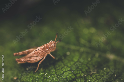 Fotografie grasshopper on a leaf