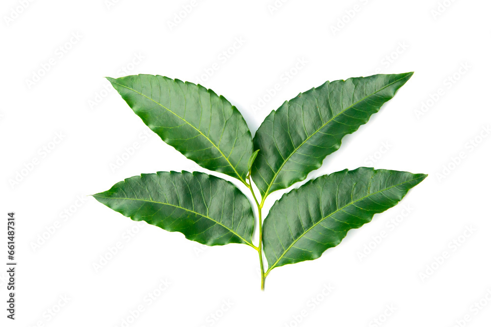 Neem leaves on white background. Medicinal neem leaf.herb.green leef. - obrazy, fototapety, plakaty 