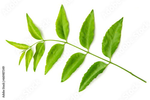 Neem leaves on white background. Medicinal neem leaf.herb.green leef.