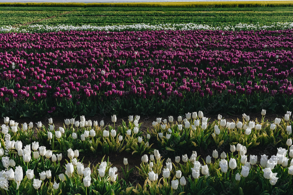 Fototapeta premium field of tulips 