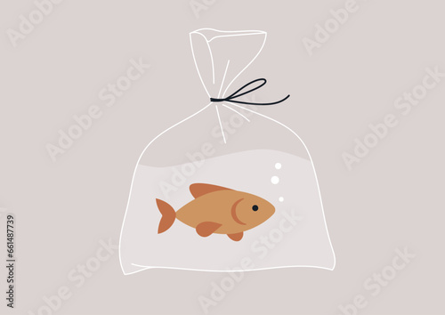 A goldfish swimming inside a plastic bag, symbolizing a purchase at a pet shop
