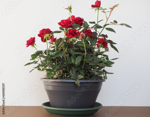 potted red roses