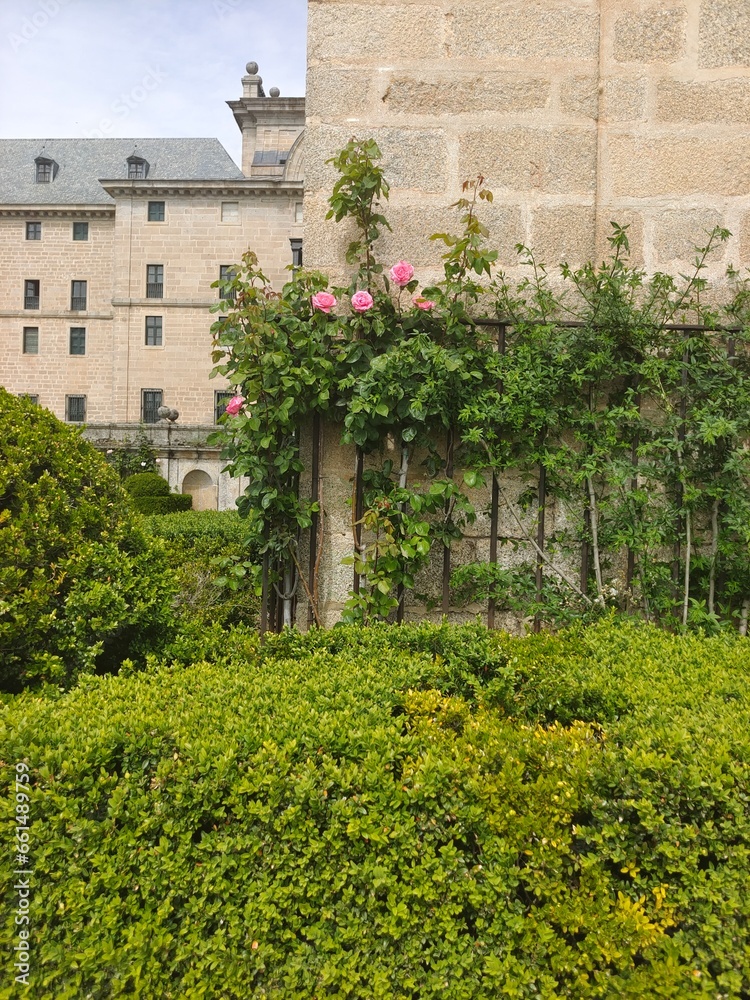 Fototapeta premium Flowers in the garden