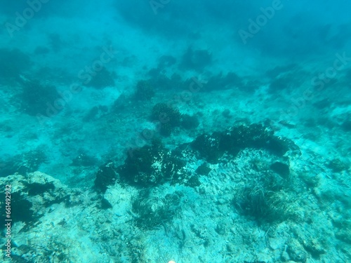 Sea floor while diving in the Adriatic Sea © Douglas
