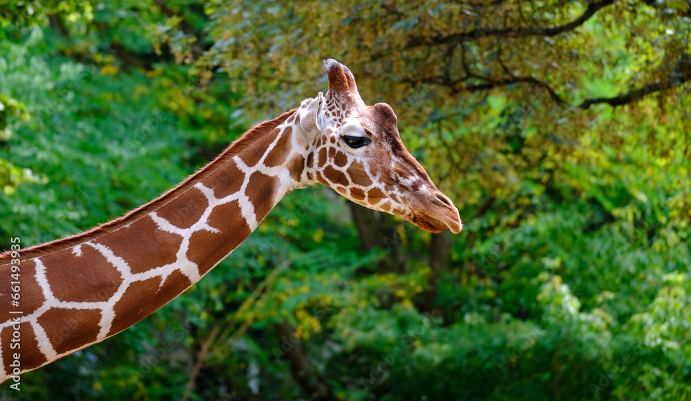 close-up of giraffe animal with long neck, Giraffa camelopardalis, brown spots on shiny skin, artiodactyl mammal from giraffidae family, beautiful natural green background of African savanna trees close-up of giraffe animal with long neck, Giraffa camelopardalis, brown spots on shiny skin, artiodactyl mammal from giraffidae family, beautiful natural green background of African savanna trees