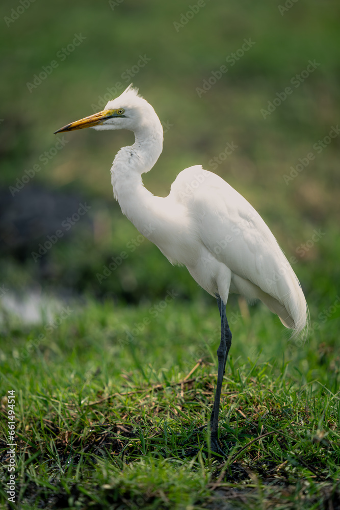 Windblown great egret in profile on riverbank Windblown great egret in profile on riverbank