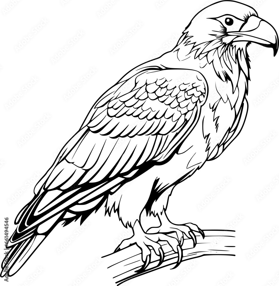 Eagle Hand Drawn Realistic Detailed Coloring Book Animal Illustrations