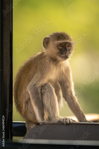 Vervet monkey sits on frame of jeep