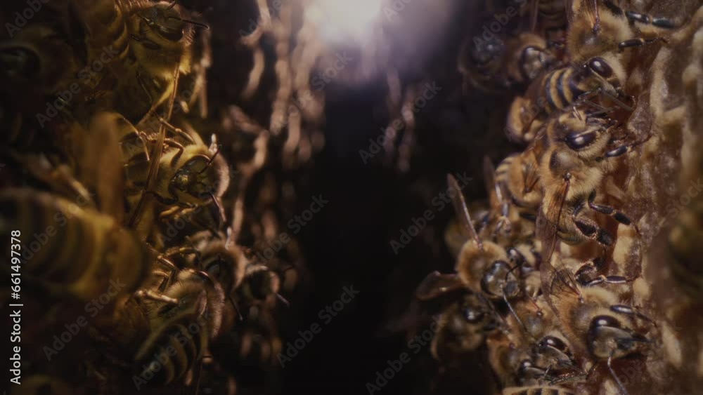 Dolly macro shot is a bee in a hive. Worker bees walk and work inside the hive in the apiary. Pollen is put into the cells of the honeycomb. They create eggs for a colony of bees. Honey in combs