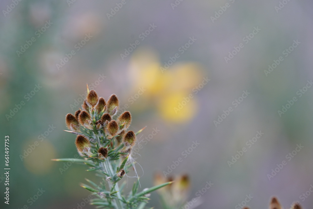 Wildflowers blurred background Wildflowers blurred background