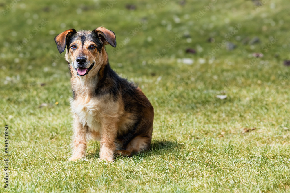 A young dog looks into the distance. The dog is looking into the distance, thoughtful portrait of the dog A young dog looks into the distance. The dog is looking into the distance, thoughtful portrait of the dog