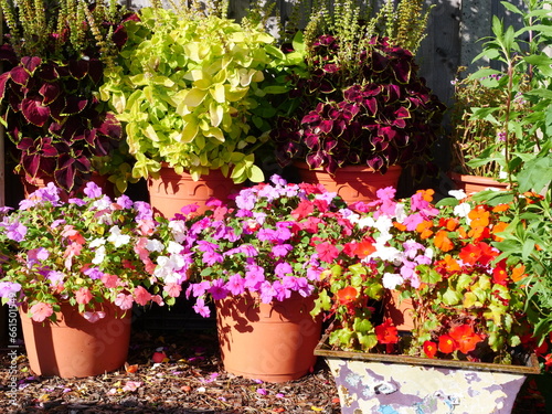 Petunia flowers grown in pots, allotment flower garden, September 2023