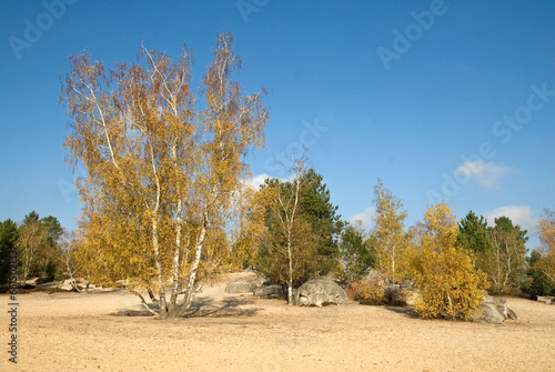 Betula verrucosa, Bouleau verruqueux, Forêt des 3 Pignons, Massif de Fontainebleu, 77, Seine et Marne, France photo