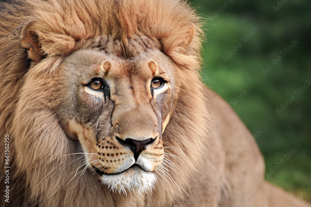 Portrait of an adult lion, with a stern look. Close-up of the lion king looking stern. Portrait of wildlife animals