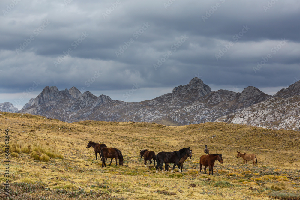 Horse in mountains Horse in mountains