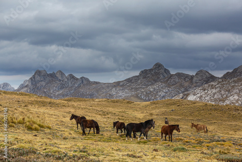Horse in mountains © Galyna Andrushko