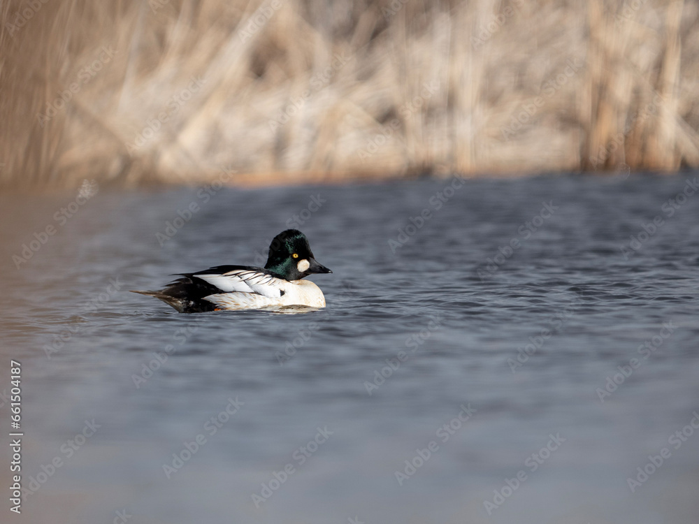 Fototapeta premium duck on the water