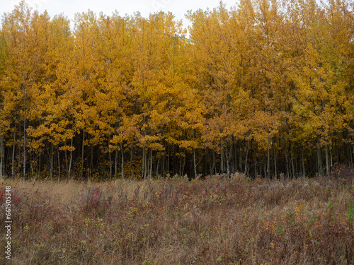 Wallpaper Mural autumn in the forest Torontodigital.ca