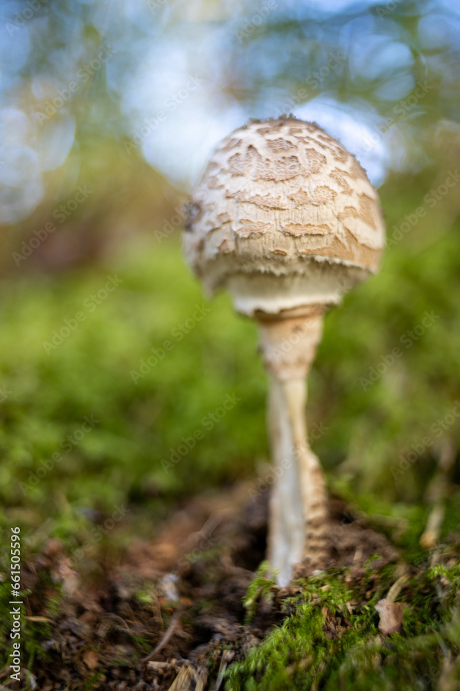 Pilz mit alten Objektiv fotografiert auffälliges Bokeh Pilz mit alten Objektiv fotografiert auffälliges Bokeh