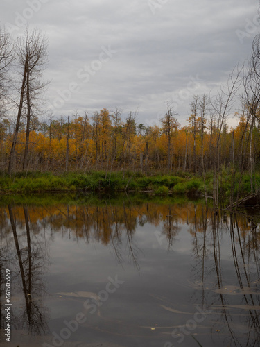 Wallpaper Mural autumn trees reflected in water Torontodigital.ca