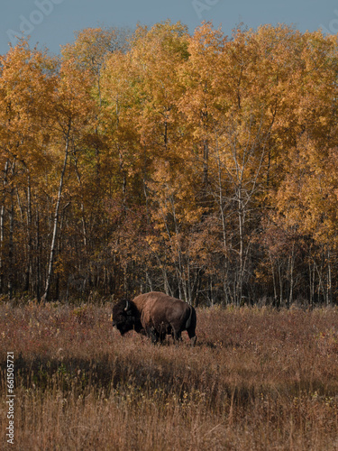 Wallpaper Mural bison in national park elk island Torontodigital.ca