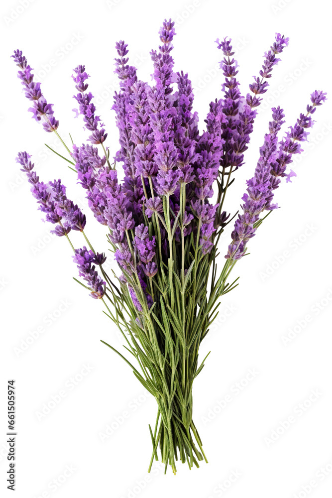 Fototapeta premium Lavender flowers isolated on white background PNG