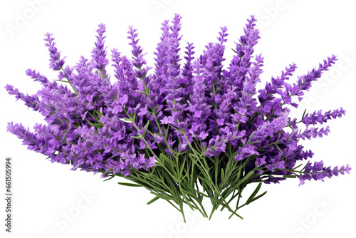 Lavender flowers isolated on white background PNG