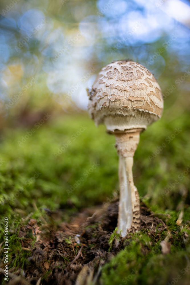 Pilz mit alten Objektiv fotografiert auffälliges Bokeh Pilz mit alten Objektiv fotografiert auffälliges Bokeh