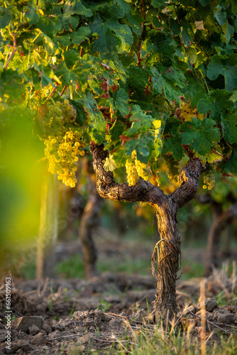 Grappe de raisin et vigne au soleil dans les vignoble de France.