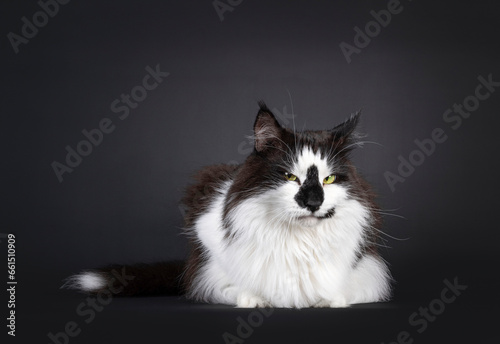 Norwegian Forestcat on black backgroundMajestic black and white Norwegian Forestcat with funny smirk face markings, laying down side ways. Looking at camera with very annoyed look. Isolated on a black photo