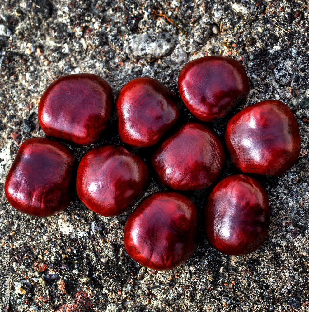 Seeds of a deciduous tree called Horse Chestnut commonly found in parks of the city of Białystok in Podlasie, Poland. Seeds of a deciduous tree called Horse Chestnut commonly found in parks of the city of Białystok in Podlasie, Poland.