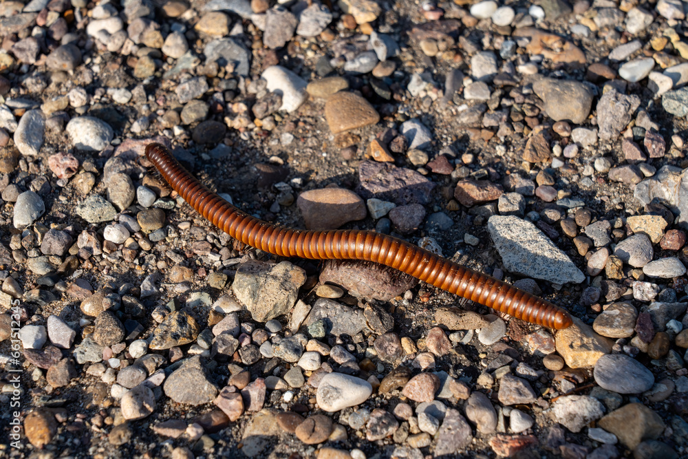 Millipede, Big Bend National Park, TX