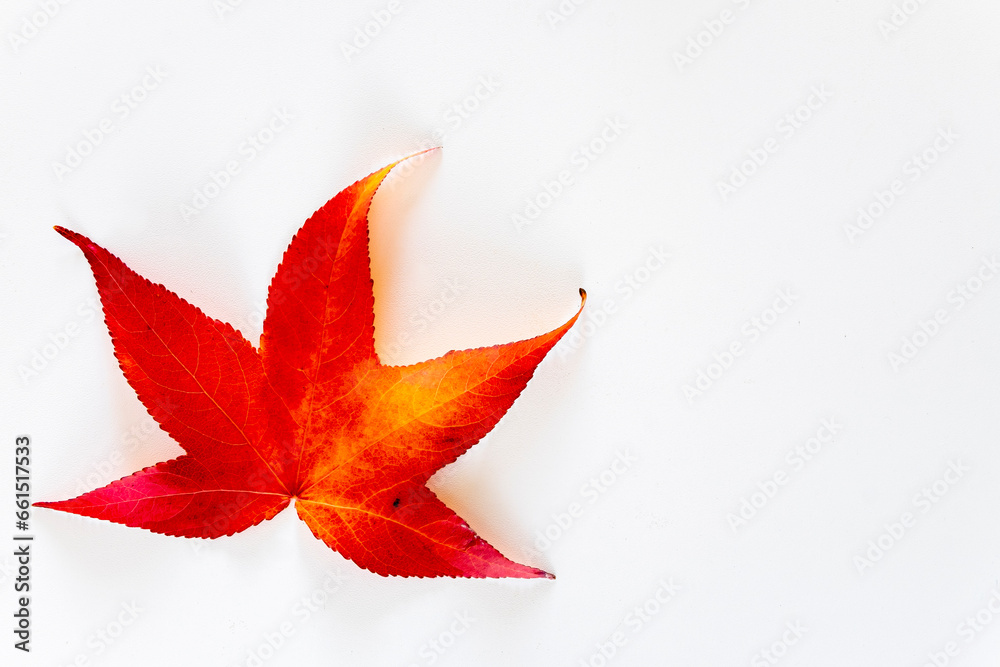 some maple leaves isolated on white background, autumn promotion. Autumnal motif some maple leaves isolated on white background, autumn promotion. Autumnal motif