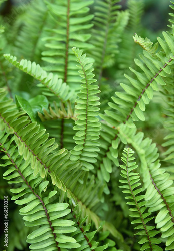 Green nature background image of fern leaves with beautiful curved shapes.
