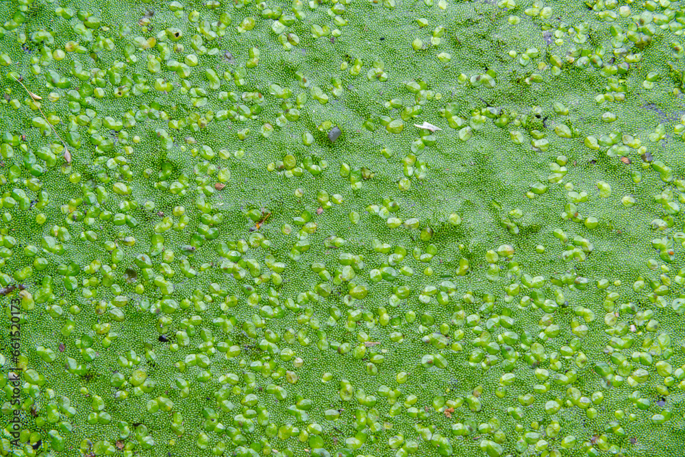 Spotless watermeal, rootless duckweed (Wolffia arrhiza) and duckweed (Lemna turionifera) in a stagnant freshwater pond