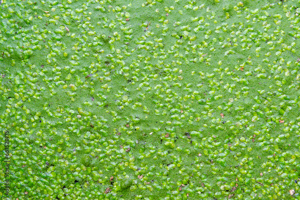 Spotless watermeal, rootless duckweed (Wolffia arrhiza) and duckweed (Lemna turionifera) in a stagnant freshwater pond Spotless watermeal, rootless duckweed (Wolffia arrhiza) and duckweed (Lemna turionifera) in a stagnant freshwater pond