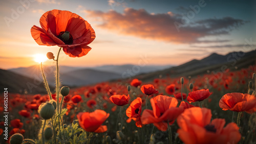 poppy field in the sunset