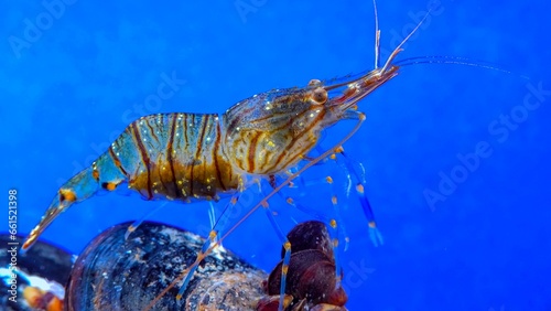 Rockpool shrimp (Palaemon elegans), crustacean underwater photo