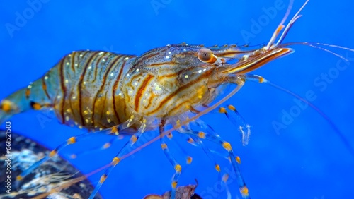 Rockpool shrimp (Palaemon elegans), crustacean underwater photo