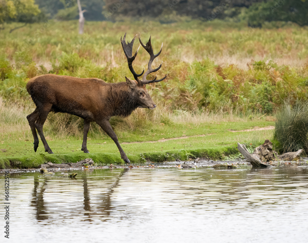 Red deer, Cervus elaphus Red deer, Cervus elaphus