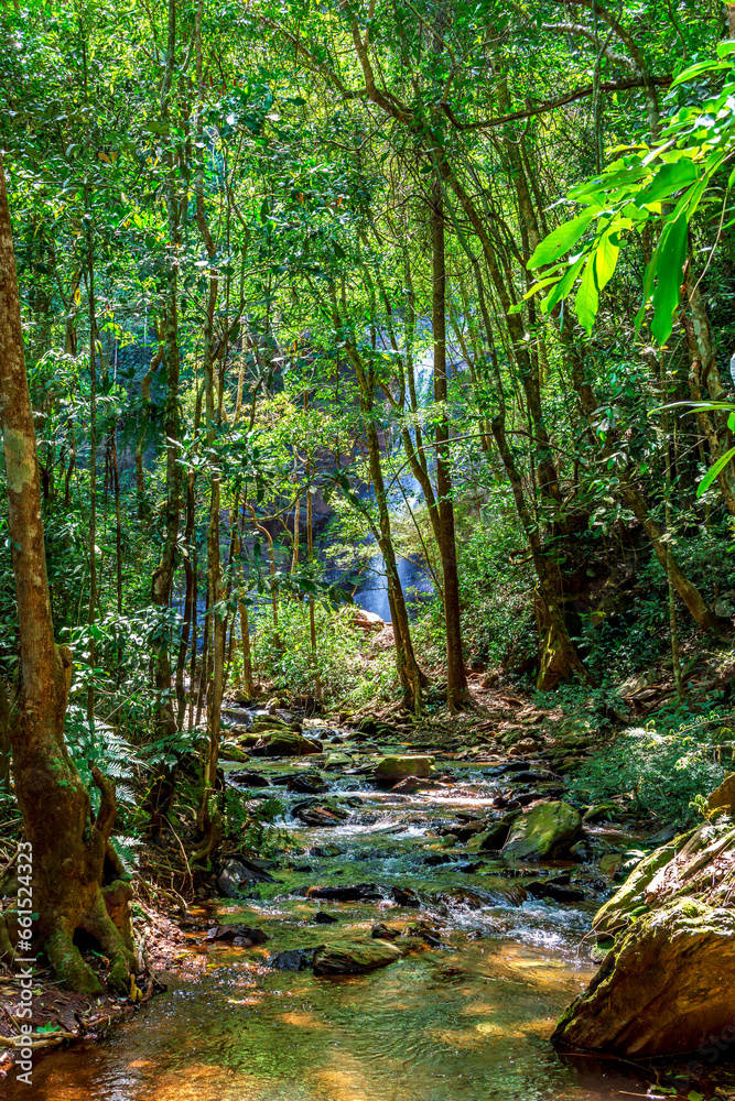 Fototapeta premium Rainforest and calm river with waterfall hidden behind trees in the state of Minas Gerais, Brazil